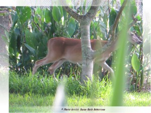 Photo Artist Susan Robertson (3)