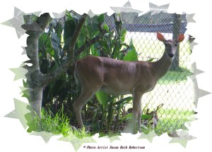 Photo Artist Susan Robertson (4)