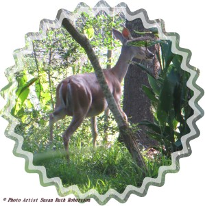 Photo Artist Susan Robertson (5)