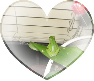 Photo Artist Susan Robertson (6)