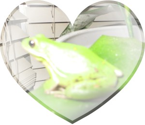 Photo Artist Susan Robertson (8)