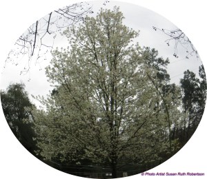 © Photo Artist Susan Ruth Robertson 001 - Copy