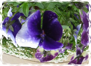 © Photo Artist Susan Ruth Robertson 001