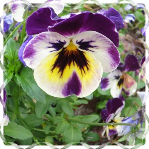 © Photo Artist Susan Ruth Robertson 002 - Copy