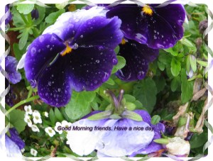 © Photo Artist Susan Ruth Robertson 003