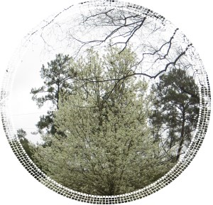 © Photo Artist Susan Ruth Robertson 004 - Copy