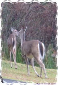 © Photo Artist Susan Ruth Robertson 005 - Copy
