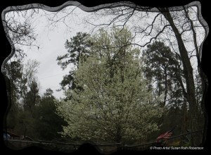 © Photo Artist Susan Ruth Robertson 005