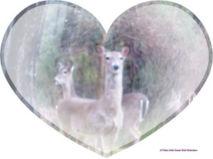 © Photo Artist Susan Ruth Robertson 006 - Copy