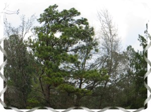 © Photo Artist Susan Ruth Robertson 007