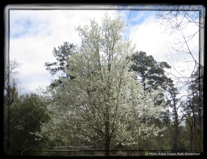 © Photo Artist Susan Ruth Robertson 007