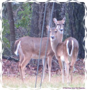 © Photo Artist Susan Ruth Robertson 008 - Copy