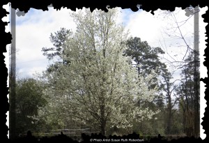 © Photo Artist Susan Ruth Robertson 008