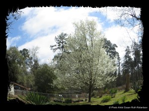 © Photo Artist Susan Ruth Robertson 009 - Copy
