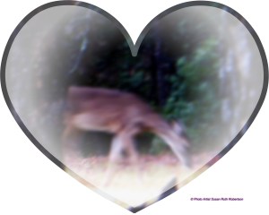 © Photo Artist Susan Ruth Robertson 009 - Copy