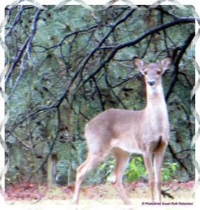 © Photo Artist Susan Ruth Robertson 010 - Copy
