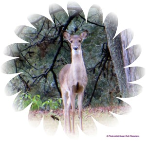 © Photo Artist Susan Ruth Robertson 011 - Copy