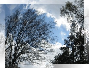 © Photo Artist Susan Ruth Robertson 011