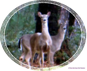 © Photo Artist Susan Ruth Robertson 012 - Copy