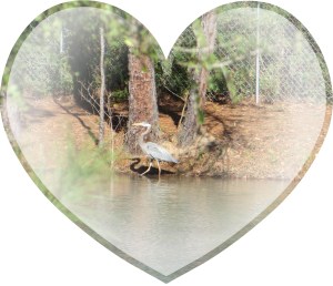 © Photo Artist Susan Ruth Robertson 013 - Copy (2)