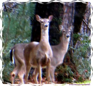 "Deer"