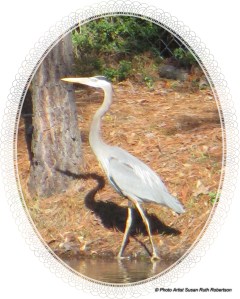 © Photo Artist Susan Ruth Robertson 017 - Copy