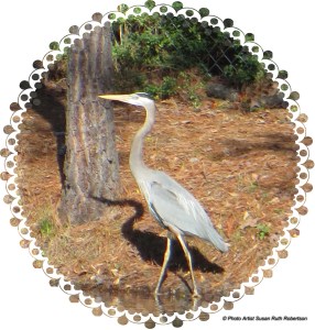 © Photo Artist Susan Ruth Robertson 018 - Copy
