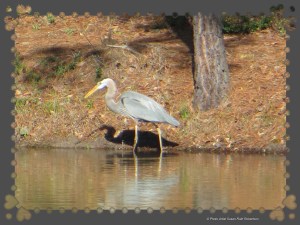 © Photo Artist Susan Ruth Robertson 021 - Copy