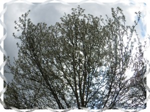 © Photo Artist Susan Ruth Robertson 027