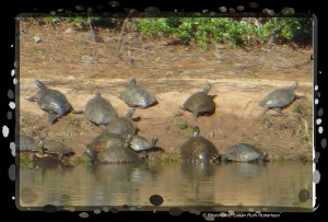 © Photo Artist Susan Ruth Robertson 029 - Copy