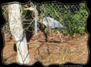 © Photo Artist Susan Ruth Robertson 030 - Copy