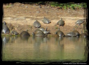 © Photo Artist Susan Ruth Robertson 037