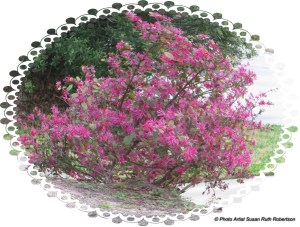 © Photo Artist Susan Ruth Robertson 057