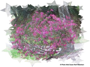© Photo Artist Susan Ruth Robertson 058