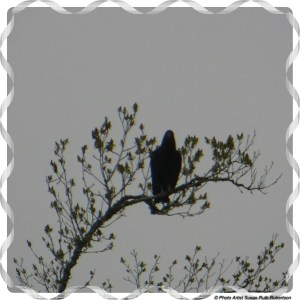 © Photo Artist Susan Ruth Robertson 060