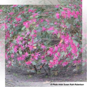© Photo Artist Susan Ruth Robertson 063