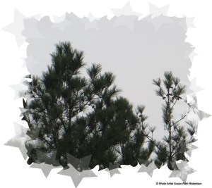 © Photo Artist Susan Ruth Robertson 066