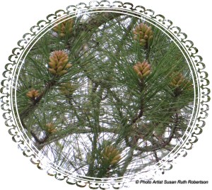 © Photo Artist Susan Ruth Robertson 068
