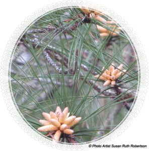 © Photo Artist Susan Ruth Robertson 070