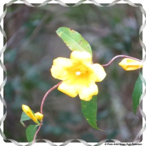 © Photo Artist Susan Ruth Robertson 071