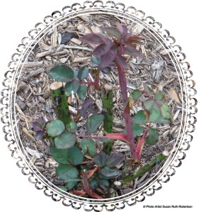 © Photo Artist Susan Ruth Robertson 080