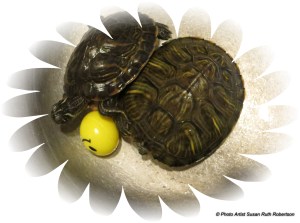 © Photo Artist Susan Ruth Robertson (3)