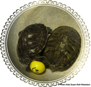 © Photo Artist Susan Ruth Robertson (4)