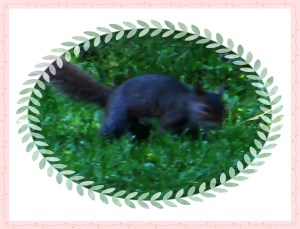 © Photo Artist Susan Ruth Robertson 025