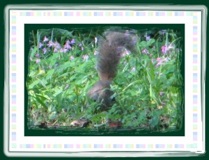 © Photo Artist Susan Ruth Robertson 036