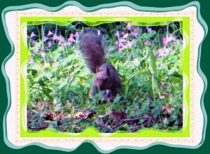 © Photo Artist Susan Ruth Robertson 037