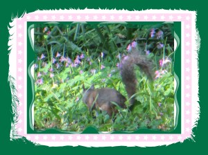 © Photo Artist Susan Ruth Robertson 038