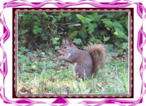 © Photo Artist Susan Ruth Robertson 043