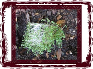 © Photo Artist Susan Ruth Robertson 046