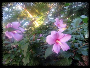 ©  Photo Artist Susan Ruth Robertson 001